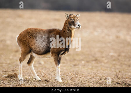 Mouflon femelle alerté permanent sur une prairie en hiver à côté. Banque D'Images