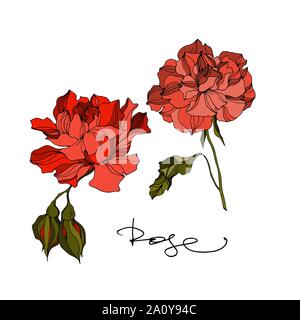 Vector floral fleurs roses botaniques. Lame de ressort sauvages isolés de fleurs sauvages. Gravée en noir et blanc art d'encre sur fond blanc. Roses isolées illu Illustration de Vecteur