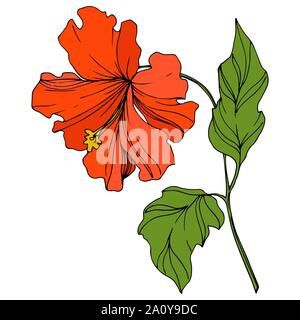 Vector floral fleur botanique tropicale. Hawaiian tropical exotique de l'été. L'art d'encre gravée fleurs isolées de l'élément d'illustration. Illustration de Vecteur