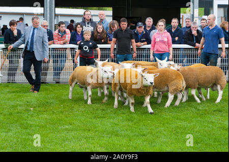 Llanelwedd, Powys, au Royaume-Uni. 22 septembre 2019. A en juger de Texel et béliers Charollais a lieu la veille de la NSA (National Sheep Association) Wales & Border Ram Vente à la Royal Welsh Showground dans Powys, Pays de Galles, Royaume-Uni. Deux ans de galles & Border Ram Ventes sont tenues chaque année : un début en août et le principal d'entre eux en septembre. Autour de 4 500 races de béliers sur 30 seront en vente. © Graham M. Lawrence/Alamy Live News Banque D'Images