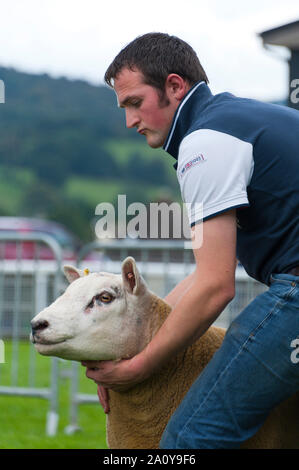 Llanelwedd, Powys, au Royaume-Uni. 22 septembre 2019. A en juger de Texel et béliers Charollais a lieu la veille de la NSA (National Sheep Association) Wales & Border Ram Vente à la Royal Welsh Showground dans Powys, Pays de Galles, Royaume-Uni. Deux ans de galles & Border Ram Ventes sont tenues chaque année : un début en août et le principal d'entre eux en septembre. Autour de 4 500 races de béliers sur 30 seront en vente. © Graham M. Lawrence/Alamy Live News Banque D'Images