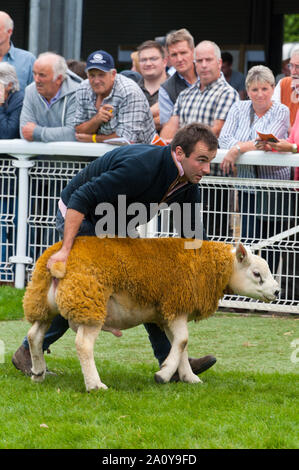 Llanelwedd, Powys, au Royaume-Uni. 22 septembre 2019. A en juger de Texel et béliers Charollais a lieu la veille de la NSA (National Sheep Association) Wales & Border Ram Vente à la Royal Welsh Showground dans Powys, Pays de Galles, Royaume-Uni. Deux ans de galles & Border Ram Ventes sont tenues chaque année : un début en août et le principal d'entre eux en septembre. Autour de 4 500 races de béliers sur 30 seront en vente. © Graham M. Lawrence/Alamy Live News Banque D'Images