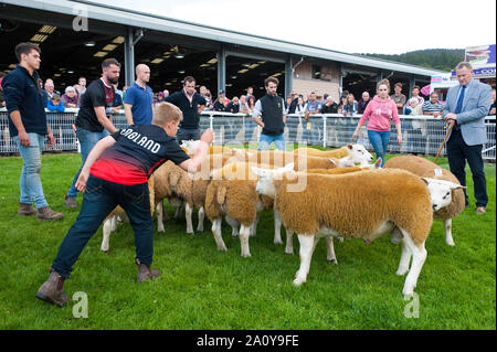 Llanelwedd, Powys, au Royaume-Uni. 22 septembre 2019. A en juger de Texel et béliers Charollais a lieu la veille de la NSA (National Sheep Association) Wales & Border Ram Vente à la Royal Welsh Showground dans Powys, Pays de Galles, Royaume-Uni. Deux ans de galles & Border Ram Ventes sont tenues chaque année : un début en août et le principal d'entre eux en septembre. Autour de 4 500 races de béliers sur 30 seront en vente. © Graham M. Lawrence/Alamy Live News Banque D'Images