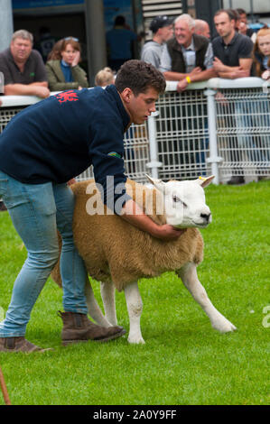 Llanelwedd, Powys, au Royaume-Uni. 22 septembre 2019. A en juger de Texel et béliers Charollais a lieu la veille de la NSA (National Sheep Association) Wales & Border Ram Vente à la Royal Welsh Showground dans Powys, Pays de Galles, Royaume-Uni. Deux ans de galles & Border Ram Ventes sont tenues chaque année : un début en août et le principal d'entre eux en septembre. Autour de 4 500 races de béliers sur 30 seront en vente. © Graham M. Lawrence/Alamy Live News Banque D'Images