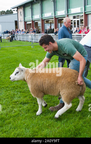 Llanelwedd, Powys, au Royaume-Uni. 22 septembre 2019. A en juger de Texel et béliers Charollais a lieu la veille de la NSA (National Sheep Association) Wales & Border Ram Vente à la Royal Welsh Showground dans Powys, Pays de Galles, Royaume-Uni. Deux ans de galles & Border Ram Ventes sont tenues chaque année : un début en août et le principal d'entre eux en septembre. Autour de 4 500 races de béliers sur 30 seront en vente. © Graham M. Lawrence/Alamy Live News Banque D'Images