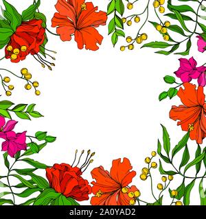 Vector floral fleur botanique tropicale. Hawaiian tropical exotique de l'été. L'art d'encre gravée Frame border ornement carré sur fond blanc. Illustration de Vecteur