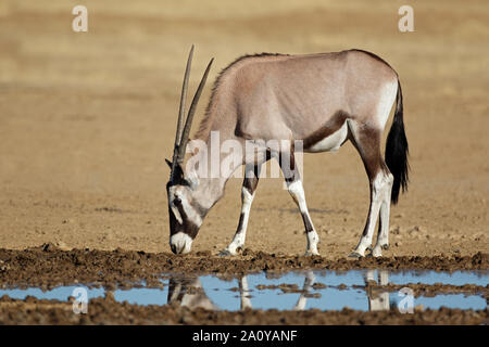 Une antilope gemsbok (Oryx gazella) à un point d'eau, désert du Kalahari, Afrique du Sud Banque D'Images