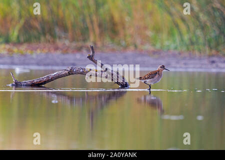 Sandpiper Ruff hante l'beneaped lake, la nature sauvage Banque D'Images