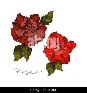 Vector floral fleurs roses botaniques. Lame de ressort sauvages isolés de fleurs sauvages. Gravée en noir et blanc art d'encre sur fond blanc. Roses isolées illu Illustration de Vecteur