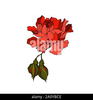 Vector floral fleurs roses botaniques. Lame de ressort sauvages isolés de fleurs sauvages. Gravée en noir et blanc art d'encre sur fond blanc. Roses isolées illu Illustration de Vecteur