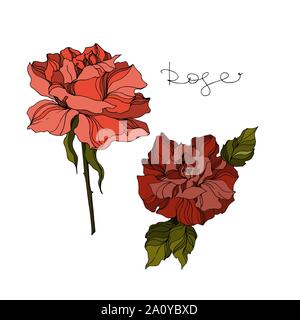 Vector floral fleurs roses botaniques. Lame de ressort sauvages isolés de fleurs sauvages. Gravée en noir et blanc art d'encre sur fond blanc. Roses isolées illu Illustration de Vecteur