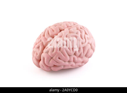 Modèle du cerveau humain isolé sur fond blanc avec clipping path Banque D'Images