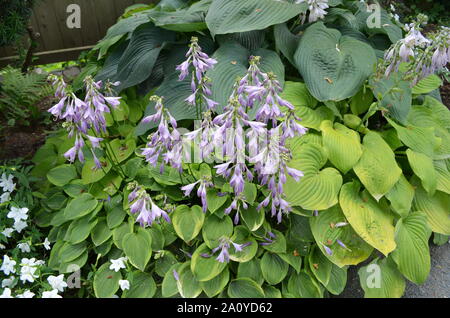 L'été dans le Massachusetts : Hosta Hosta 'Violet' fleurit en fleur Banque D'Images