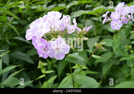 L'été dans le Massachusetts : Phlox violet fleurs en fleurs Banque D'Images