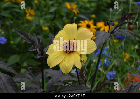 L'été dans le Massachusetts : Abeille Pollinisant Dahlia Jaune à floraison unique Banque D'Images