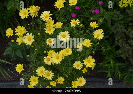 L'été dans le Massachusetts : Jaune Argyranthème (marguerite) en fleurs fleurs marguerite Banque D'Images