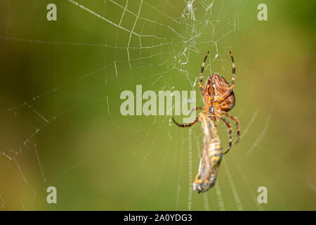 Une grande croix spider a attrapé un wasp comme proie dans son spider web et est maintenant en rotation Banque D'Images