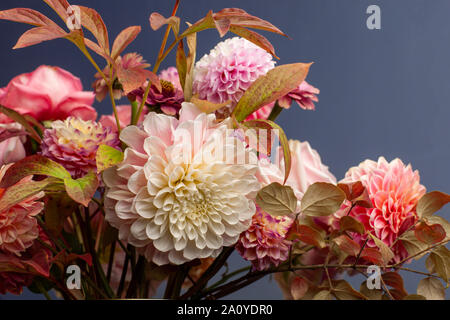 Composition florale fleurs de dahlia, roses et les feuilles d'automne. Arty, rouge vif et de couleur rose bouquet de fleurs sur fond bleu Banque D'Images