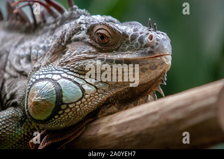 Tête d'iguane close up. Les grandes aiguilles sur la crinière. Les yeux ouverts. La bouche est fermée. Le fond vert est floue. Banque D'Images