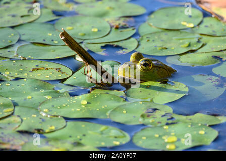 Un American Bullfrog (Lithobates catesbeianus) dans un étang. Sheldon Lake State Park. Houston, Texas, USA. Banque D'Images