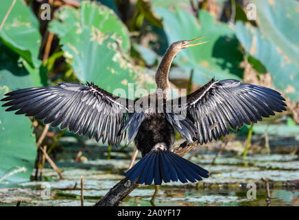 L'anhinga (Anhinga anhinga) soleil son plumage d'un étang. Sheldon Lake State Park. Houston, Texas, USA. Banque D'Images