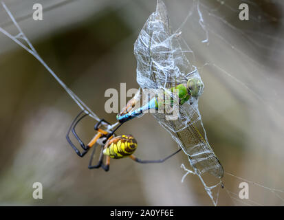 Une libellule piégée dans une toile d'araignée d'Or-Orb weaver (Nephila sp). Houston, Texas, USA. Banque D'Images