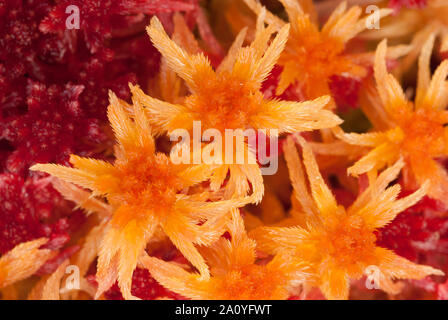 Close up detail colorées de la sphaigne (Sphagnum angustifolium) à l'automne, l'automne, au Royaume-Uni. Banque D'Images