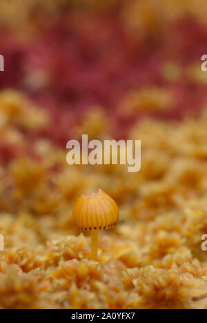 En champignons de la sphaigne (Sphagnum angustifolium) à l'automne, l'automne. Banque D'Images