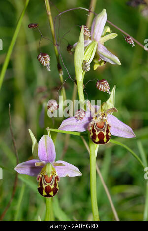 L'orchidée abeille - Ophrys Apifera deux fleurs avec quaking grass - Briza media Banque D'Images