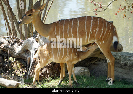 Nyala - Tragelaphus angasii mère adultes et jeunes femmes dans le zoo à Bussolengo, Italie Banque D'Images