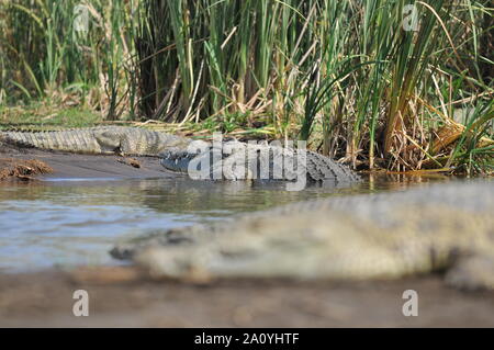 Crocodiles dans le lac de Chamo Banque D'Images