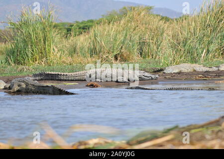 Crocodiles dans le lac de Chamo Banque D'Images