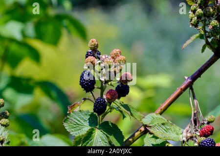 Fruits du blackberry, Rubus fruticosus, pas encore toutes réunies au début de l'été Banque D'Images