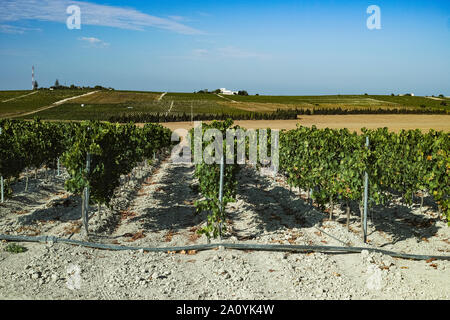 Paysage avec de célèbres vignobles vins sherry en Andalousie, Espagne, doux pedro ximenez ou muscat, ou prêt pour la récolte de raisins palomino, utilisé pour pr Banque D'Images