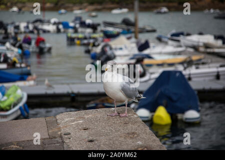 Seagull assis sur le bord du mur du port à Salcombe Devon, avec des bateaux en arrière-plan, au cours de la journée, avec une marée haute. Banque D'Images