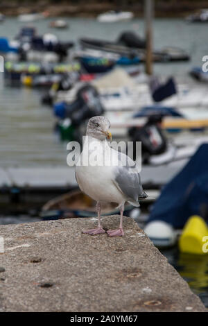 Seagull assis sur le bord du mur du port à Salcombe Devon, avec des bateaux en arrière-plan, au cours de la journée, avec une marée haute. Banque D'Images