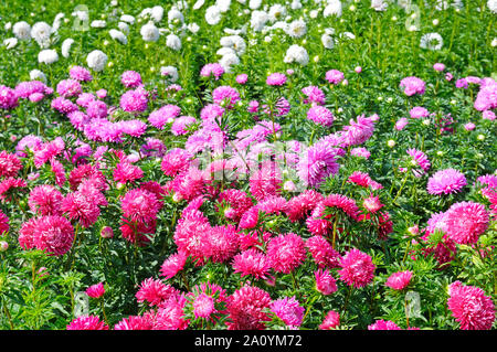 Parterre de multi-couleur des asters. Se concentrer sur une fleur rouge. Profondeur de champ. Banque D'Images