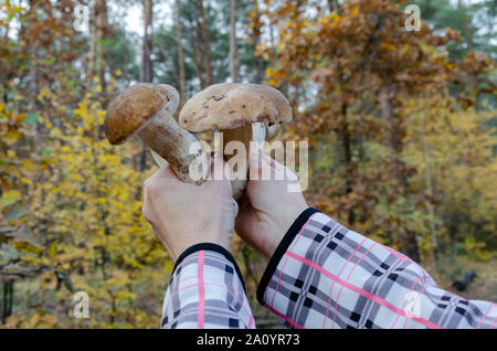 Cèpes comestibles de femmes, dans le contexte d'une forêt de pins dans l'après-midi d'automne, close-up Banque D'Images