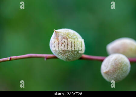 Trois fruits d'amandes sur une branche. Feuilles vertes floues en arrière-plan. Droit Banque D'Images