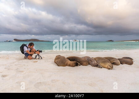 Nature de la faune animale tourisme photographe photographie Lion de mer Galapagos dans le sable à la plage de Gardner Bay, plage de l'île Espanola, îles Galapagos, Equateur, Amérique du Sud. Banque D'Images