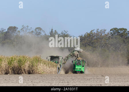 La récolte mécanique de la canne à sucre dans des cultures très sec poussiéreux près de Bundaberg Queensland Australie Banque D'Images