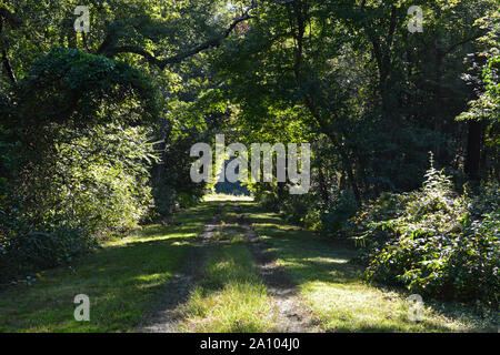 En regardant le couvert forestier qui couvre Kim Saunders Road dans le parc d'état de Dismal Swamp à Camden, Caroline du Nord. Banque D'Images