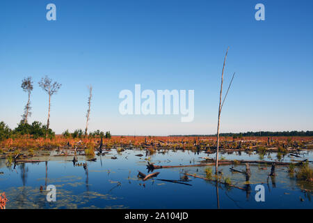 En 2019 la région de l'Ouest latérale 2011 feu de forêt, qui brûlaient la Dismal Swamp en Virginie et en Caroline du Nord, montre peu de signes de rétablissement. Banque D'Images