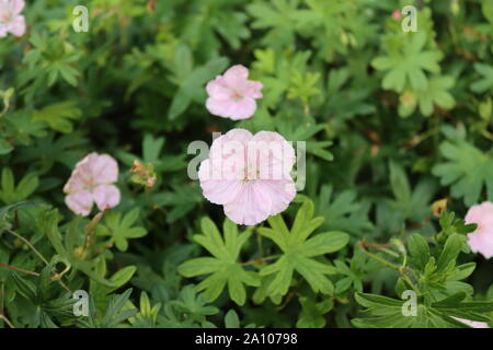 Géranium rose Banque D'Images