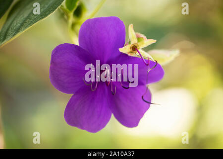 Une fleur pourpre sur Tibouchina mutabilis, connue au Brésil sous le nom de manacá-da-serra et en Australie sous le nom de buisson de gloire. Banque D'Images