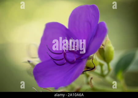 Une fleur pourpre sur Tibouchina mutabilis, connue au Brésil sous le nom de manacá-da-serra et en Australie sous le nom de buisson de gloire. Banque D'Images