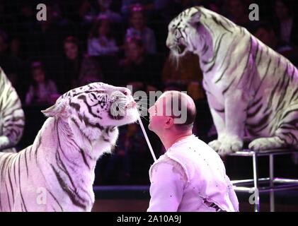 Minsk, Belarus. 22 Sep, 2019. Un formateur effectue avec les tigres à la 2ème Festival Des Arts Du Cirque International de Minsk à Minsk, Bélarus, du 22 septembre 2019. Le festival fermé le dimanche à Minsk. Credit : Zhinkov Henadz/Xinhua/Alamy Live News Banque D'Images