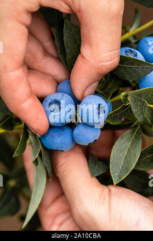 Hand holding freshly picked blueberries Banque D'Images