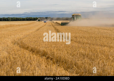 Swift Current, SK, Canada- Sept 8, 2019 : deux moissonneuses-batteuses et un camion de grain la récolte d'un champ de blé dans les prairies en Saskatchewan, Canada Banque D'Images