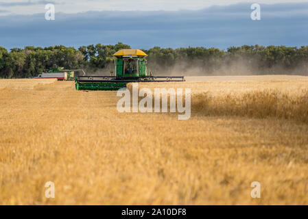Swift Current, SK, Canada- Sept 8, 2019 : deux moissonneuses-batteuses et un camion de grain la récolte d'un champ de blé dans les prairies en Saskatchewan, Canada Banque D'Images